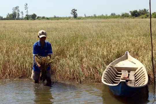 Chủ động ứng phó đợt xâm nhập mặn cao điểm ở Đồng bằng sông Cửu Long và TP HCM