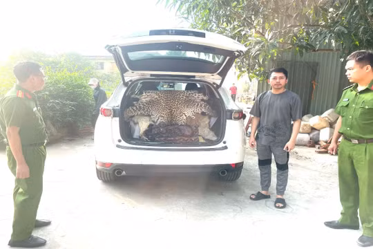Ninh Bình: Khởi tố nam tài xế chở bộ da báo hoa mai đi bán