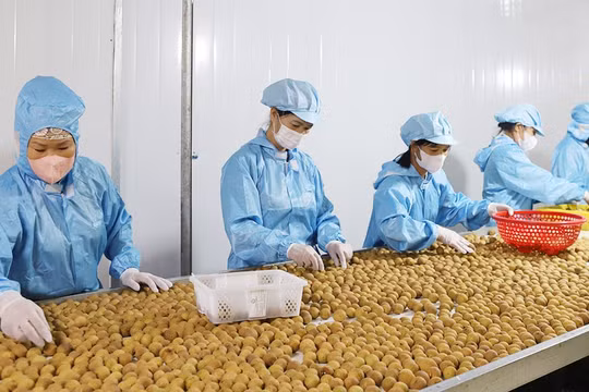 Bắc Ninh: Tăng cường kiểm tra an toàn thực phẩm, truy xuất nguồn gốc sản phẩm nông, lâm, thủy sản xuất khẩu