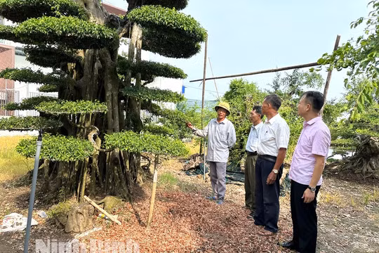 Ninh Bình: Hơn 213.000 hộ nghèo và đối tượng chính sách được thụ hưởng từ nguồn vốn tín dụng chính sách xã hội