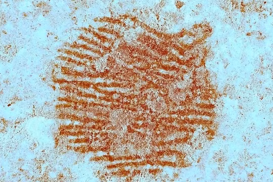 Phát hiện dấu vân tay 43.000 năm tuổi có thể là của người Neanderthal