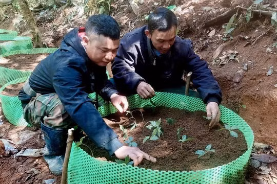 Quảng Ngãi: Không nhận hoa chúc mừng đại hội, xã kêu gọi cây giống giúp người nghèo