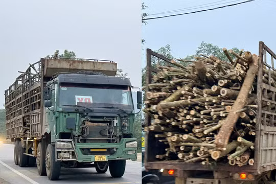 Thanh Hoá: Nguy cơ mất an toàn giao thông từ các xe chở gỗ keo