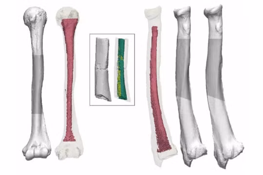 Nghiên cứu tiết lộ hóa thạch cổ nhất của Nhật Bản không phải con người