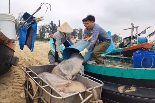 Ngư dân Hà Tĩnh trúng đậm mùa sứa biển, thu tiền triệu mỗi chuyến ra khơi