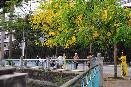 Hoa muồng hoàng yến bung sắc vàng khắp phố phường Hà Nội