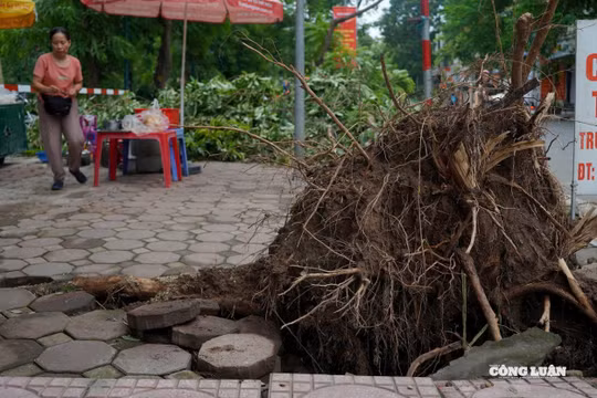 Hà Nội: Nhiều cây xanh bật gốc, gãy đổ chờ được di dời