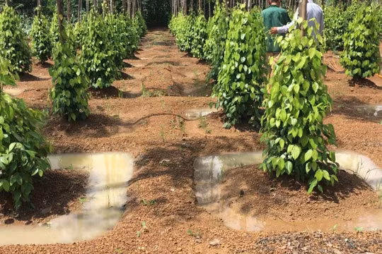 Giá nông sản hôm nay 6/11: Giá cà phê hạ nhiệt, tiêu ổn định ngưỡng cao