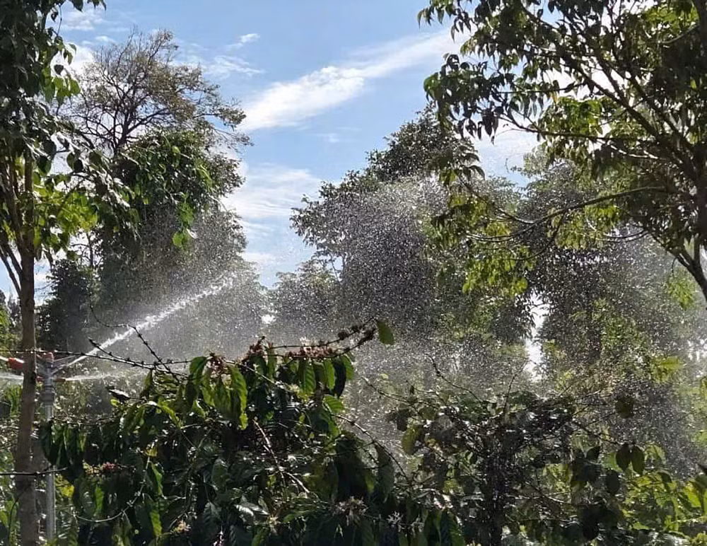 Người dân tưới cà phê
