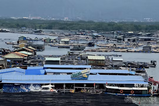 Hàng trăm lồng bè, nhà hàng nổi tự phát 'bủa vây' trên sông TP.HCM: Đề nghị tổ chức kiểm tra liên ngành