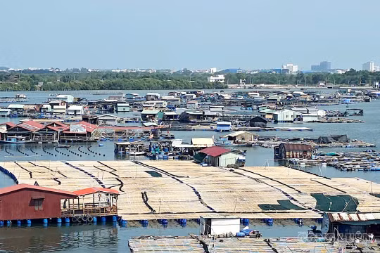 Ngột ngạt cảnh hàng trăm lồng bè, nhà hàng nổi tự phát 'bủa vây' trên sông ở TP.HCM