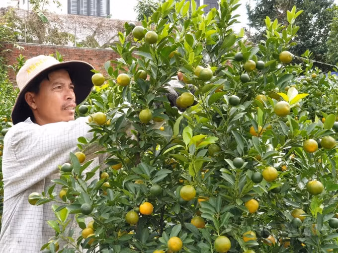 Nông dân Cẩm Hà đang tất bật chăm sóc quất cảnh để chuẩn bị xuất vườn.