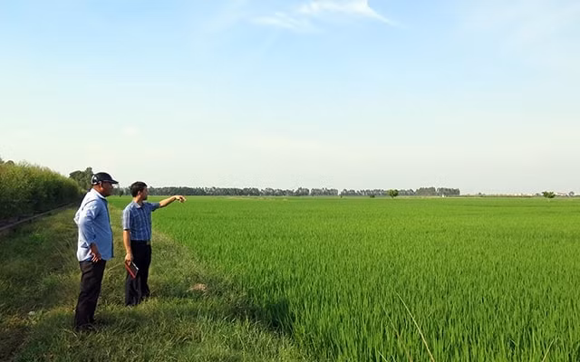 Nhờ mở rộng, tập trung diện tích đất canh tác, người nông dân thu được lợi nhuận cao từ trồng lúa. Ảnh: NVCC.