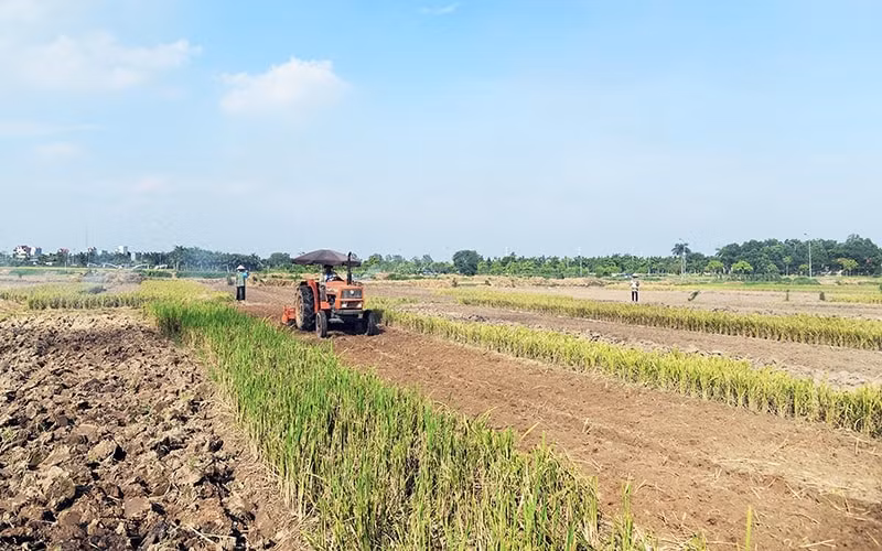 Người dân huyện Ðông Anh (TP Hà Nội) nỗ lực duy trì sản xuất nông nghiệp trong điều kiện khó khăn. Ảnh: NVCC.