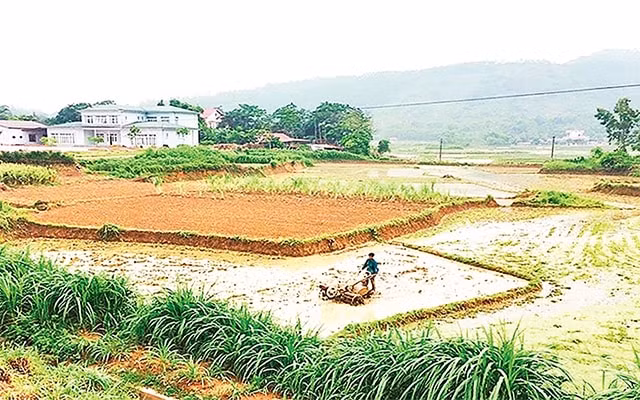 Sản xuất manh mún, nhỏ lẻ dẫn đến hiệu quả kinh tế thấp, người nông dân không thể bảo đảm cuộc sống. Ảnh: NVCC.