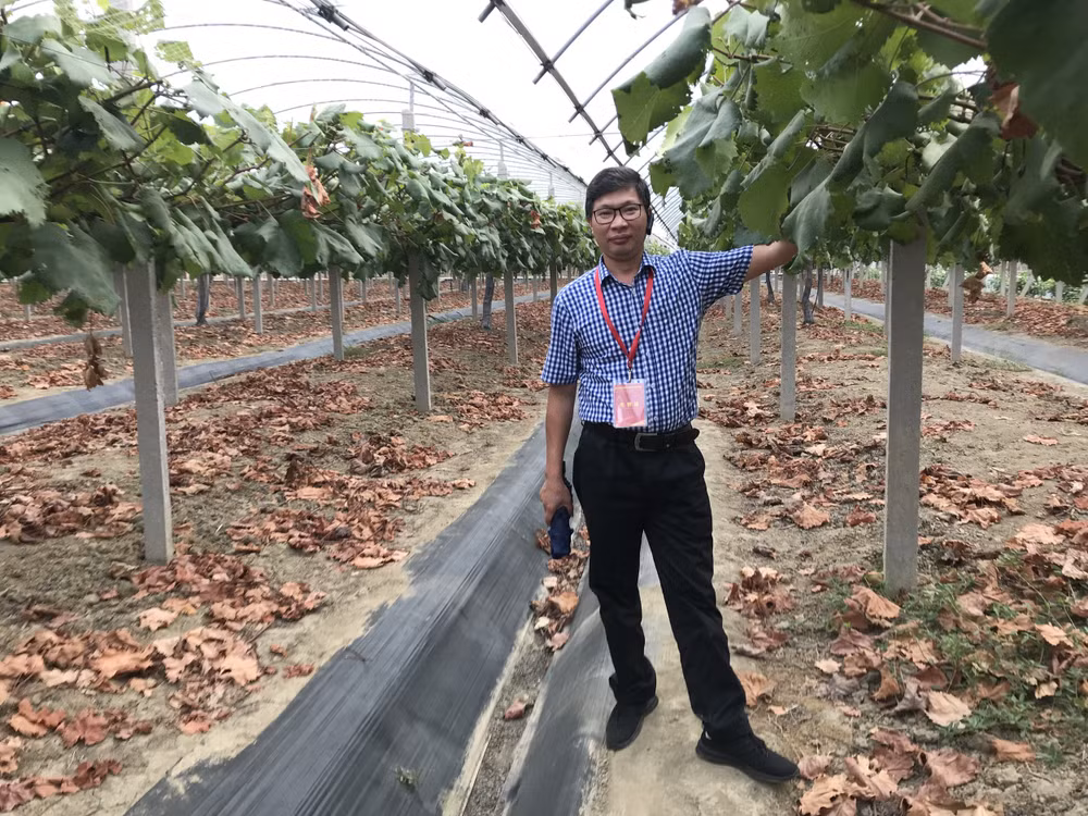 Nhà báo Quốc Việt đi thực tế tại một trang trại trồng nho. Ảnh: NVCC.