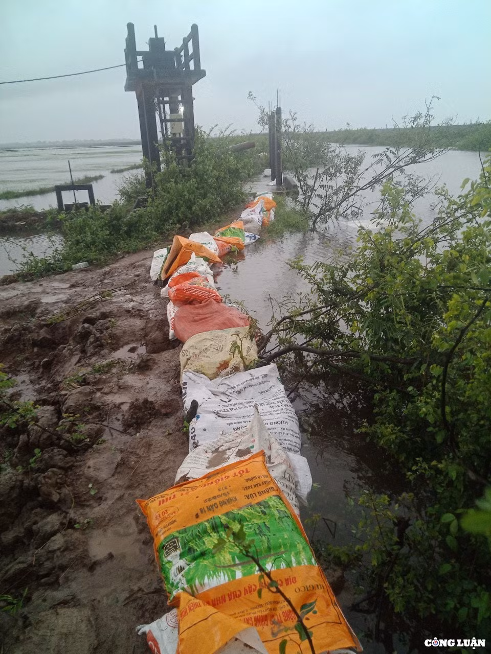 quang tri hon 2000 ha lua bi ngap ung do mua lon hinh 3
