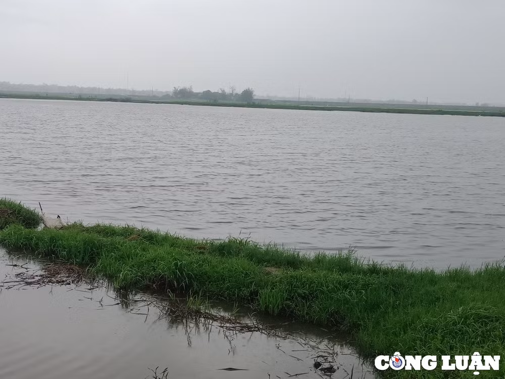 quang tri hon 2000 ha lua bi ngap ung do mua lon hinh 1