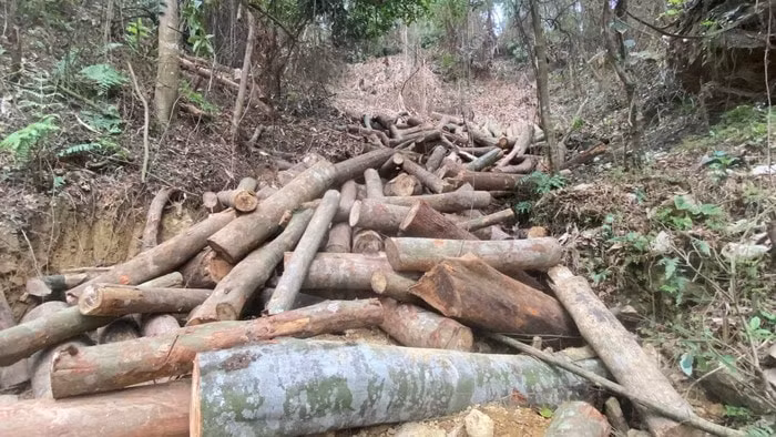 dang dieu tra vu pha rung quy mo lon tai bac kan hinh 1