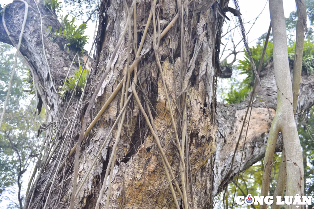ha noi nhieu cay co thu hon 100 tuoi chet kho o cong vien bach thao hinh 5