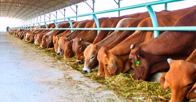 Chăn nuôi gia súc ăn cỏ có thể là một “cứu cánh”, giúp cân bằng sản lượng thịt phục vụ cho người tiêu dùng. (Ảnh TL)