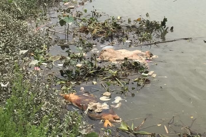 Xác lợn thối rữa trên sông Thương làm nguồn nước bị ô nhiễm trở thành kênh lan truyền dịch bệnh rất khó ngăn chặn. (Ảnh: Đại La)