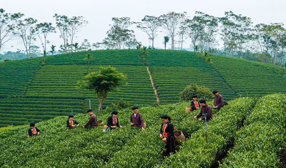 Phu Dinh 1 (Anh dai dien)