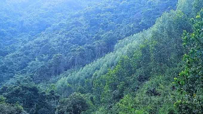 Độ che phủ rừng toàn tỉnh Quảng Ninh tăng từ 48,9 % (năm 2012) lên 54,6 % (năm 2018). Ảnh: Nguyễn Quân.