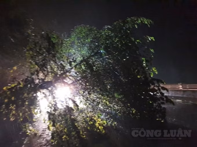 Cây xanh ngã rạp trên Quốc lộ 1 (đoạn thuộc địa phận huyện Mộ Đức), chiếm gần hết lòng đường khiến cánh tài xế bị khuất tầm nhìn.