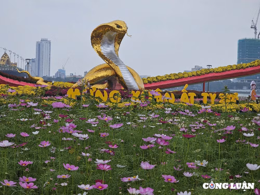 chiem nguong linh vat ran tren duong hoa xuan da nang 2025 hinh 8