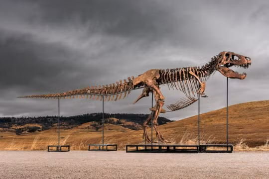 Hóa thạch khủng long bạo chúa T-rex lập kỷ lục thế giới với giá 50,1 triệu USD