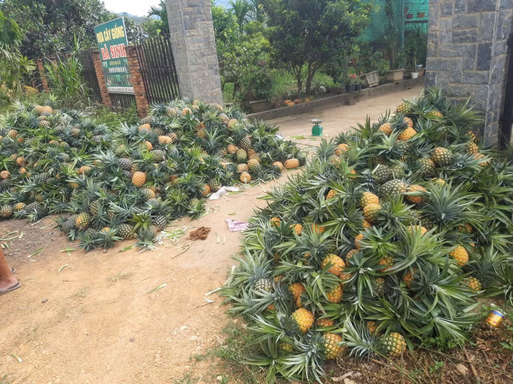 loai dua khong lo khong phai got mat nguoi dan un un mua ve lam nuoc uong giai nhiet hinh 3