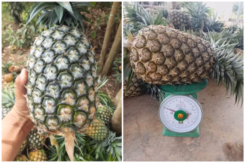 loai dua khong lo khong phai got mat nguoi dan un un mua ve lam nuoc uong giai nhiet hinh 2