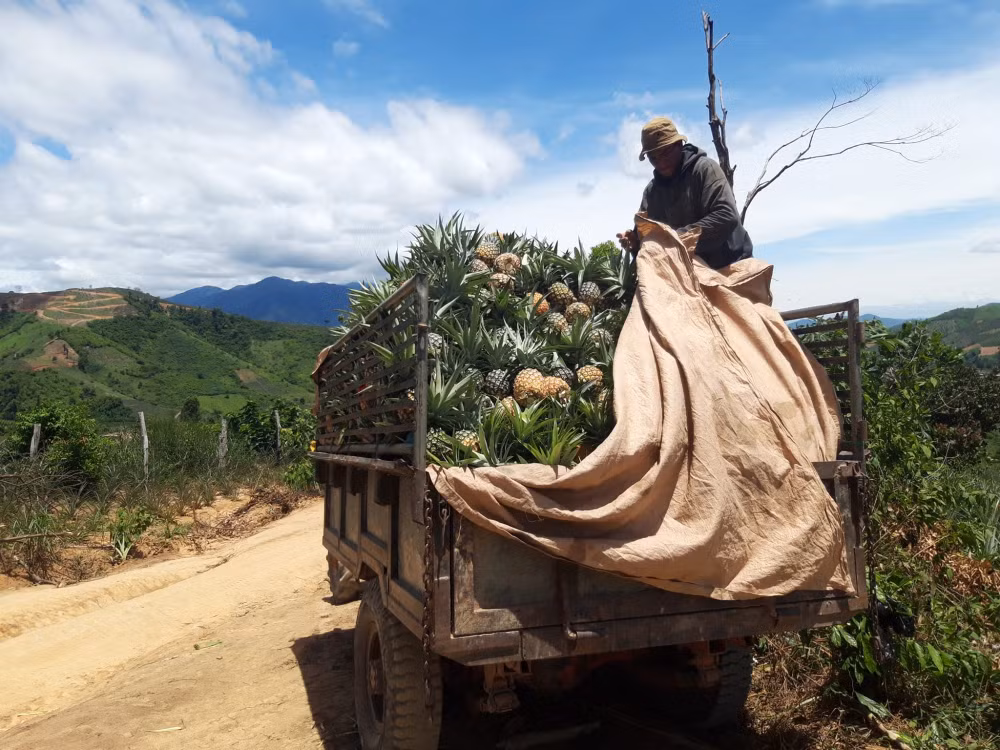 loai dua khong lo khong phai got mat nguoi dan un un mua ve lam nuoc uong giai nhiet hinh 4
