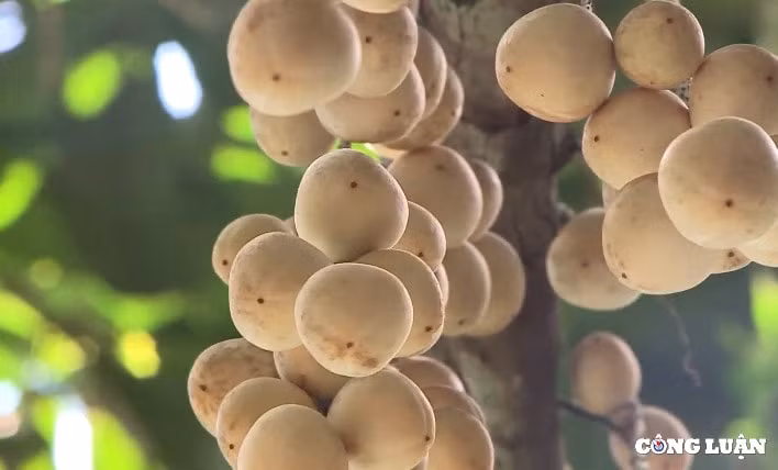 la mieng ga um dau ha chau dac san xu tay do hinh 4