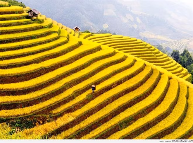Sa Pa là một thị trấn vùng cao ở phía Tây Bắc Việt Nam, nơi có các thửa ruộng bậc thang tuyệt đẹp, trải dài như là những nấc thang vươn lên tận lưng trời. Với cảnh quang thiên nhiên hùng vĩ, thơ mộng, những phiên chợ tình bí ẩn và ẩm thực phong phú, đặc sắc, Sa Pa đã “mê hoặc” hầu hết những du khách khi đặt chân đến đây. Năm 2009, ruộng bậc thang Sa Pa được bình chọn là 1 trong 7 ruộng bậc thang đẹp nhất, kỳ vỹ nhất châu Á và thế giới. Ảnh: TL