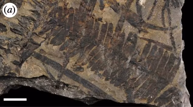 Bữa ăn của loài Borealopelta markmitchelli được các nhà nghiên cứu khẳng định có thành phần chủ yếu là dương xỉ.