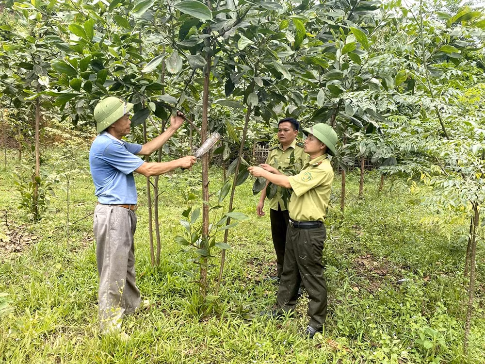 den nam 2030 dien tich rung duoc nang cao chat luong la 240000 ha hinh 1