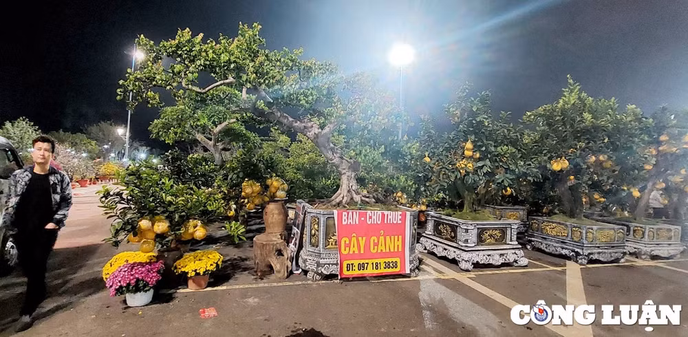 quang ninh cho hoa xuan ha long nhon nhip ngay cuoi nam hinh 10