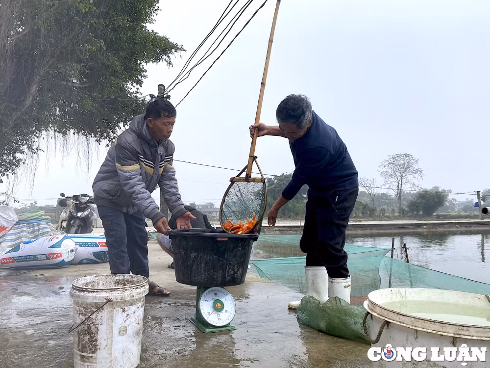 lang ca ong cong ong tao tan co chuan bi phuc vu tet 2024 hinh 1