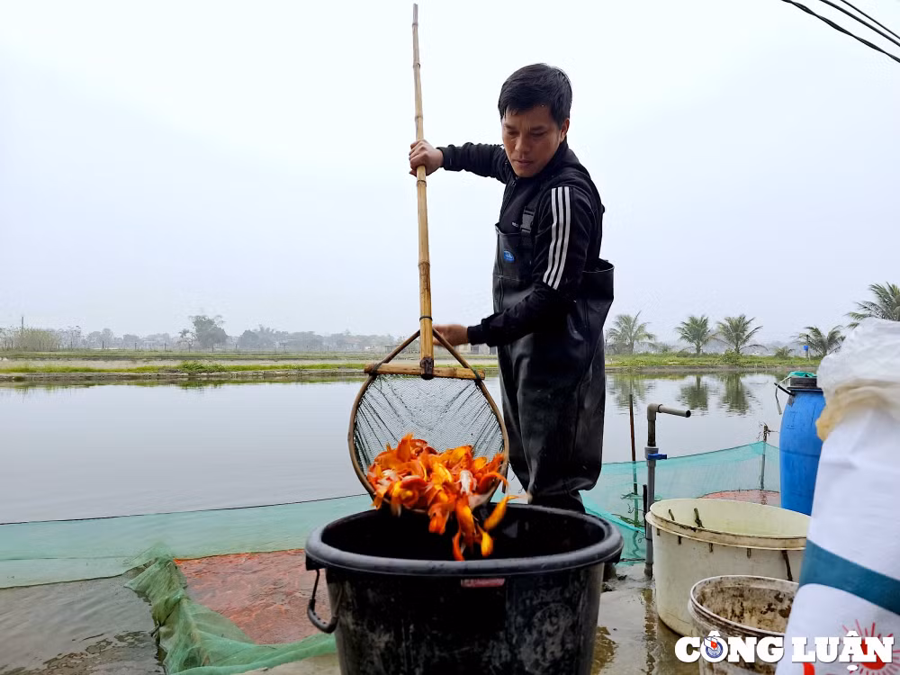 lang ca ong cong ong tao tan co chuan bi phuc vu tet 2024 hinh 2