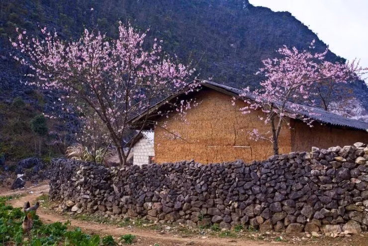 Thị trấn cổ Phó Bảng mùa hoa đào