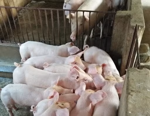 Giá heo giống cũng đang ở mức cao khiến người nông dân khó tái đàn dẫn tới nguồn cung giảm sút (Ảnh minh họa)