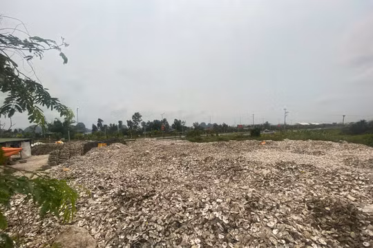 Khởi tố chủ cơ sở sơ chế hàu, đổ trái phép hơn 324 tấn vỏ hàu ra môi trường