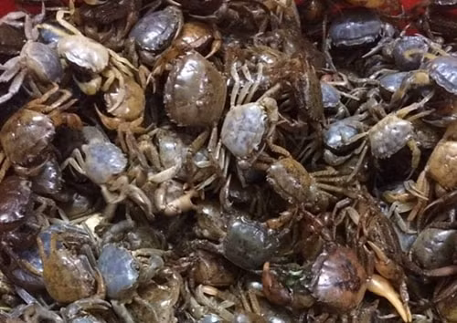 nhung sai lam khi an cua dong nhieu nha mac phai hinh 2