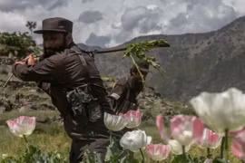 Nông dân Afghanistan gặp khó khăn và chưa tìm được giải pháp thay thế cho cây thuốc phiện