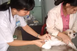 TP HCM có tỷ lệ tiêm phòng bệnh dại đạt trên 90% tổng đàn chó mèo