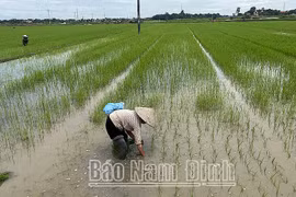 Nam Định: Chủ động khoanh vùng, bảo vệ lúa mùa mới gieo cấy không để bị ngập úng khi có mưa