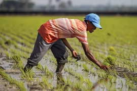 El Nino suy yếu, La Nina có thể xuất hiện vào nửa cuối năm 2024