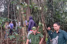 UBND tỉnh Quảng Nam yêu cầu điều tra, xử lý vụ phá rừng để thi công đường dây điện 110kV